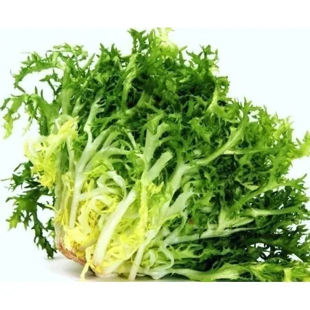 Endive 'De Ruffec' Salad Seeds