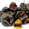 Hongaarse Chili Kalocsa-zaden