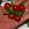 Ungarischer Chili Kalocsa Samen