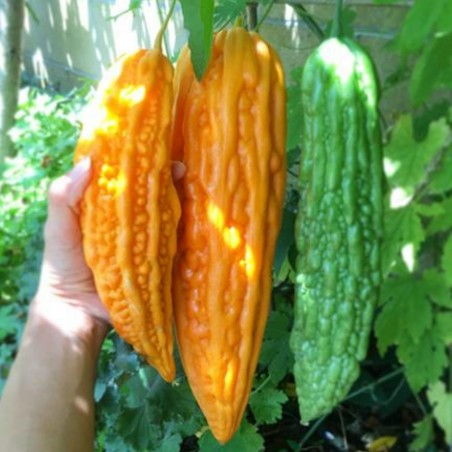 Price: €1.75 - Graines La Margose (Momordica Charantia) - Seeds Gallery