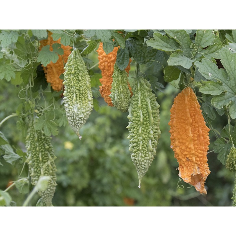 Price: €1.75 - Graines La Margose (Momordica Charantia) - Seeds Gallery
