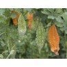 Price: €1.75 - Graines La Margose (Momordica Charantia) - Seeds Gallery