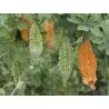Semi di melone amaro (Momordica Charantia)