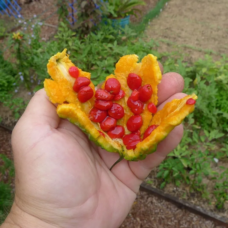 Samen der Bittermelone (Momordica Charantia)
