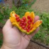 Price: €1.75 - Graines La Margose (Momordica Charantia) - Seeds Gallery