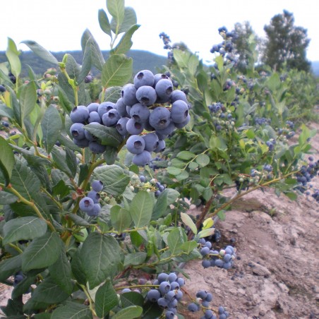 Price: €1.95 - DUKE Blåbär frön (Vaccinum Corymbosum) - Seeds Gallery