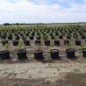 Price: €1.95 - DUKE Heidelbeere Samen (Vaccinium corymbosum) - Seeds Gallery