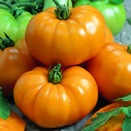 Price: €1.95 - Yellowstone Tomatensamen -