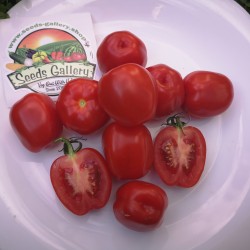 Price: €1.55 - Σπόροι ντομάτας μήλου - Seeds Gallery