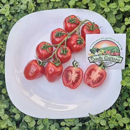 Price: €1.55 - Graines de tomate pomme - Seeds Gallery