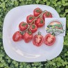 Price: €1.55 - Graines de tomate pomme - Seeds Gallery