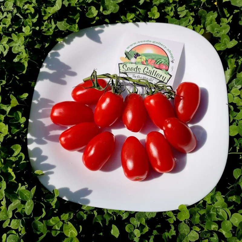 Graines de tomate Mini San Marzano jaune et rouge