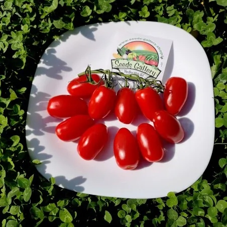 Sementes de Tomate Mini San Marzano