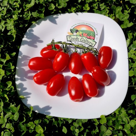 Σπόροι Ντομάτα Mini San Marzano Κίτρινο και Κόκκινο | 1,65 €