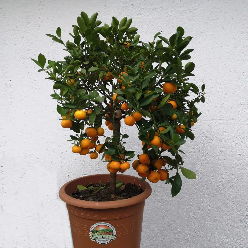 Graines de Calamondin (Citrofortunella microcarpa)