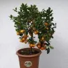 Semillas de Calamondina o Calamansí
