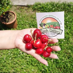 Price: €1.95 - Σπόροι Γίγαντας Γλυκό Κεράσι (φυτό) (Prunus Avium) - Seeds Gallery