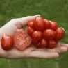 Reisetomate Tomatensamen aus Guatemala