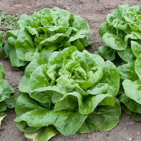 Price: €1.85 - Seme Salate Atrakcija -