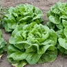 Butterhead Lettuce Seed ATTRACTION