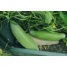 Price: €2.15 - Melon Banana frön - Seeds Gallery