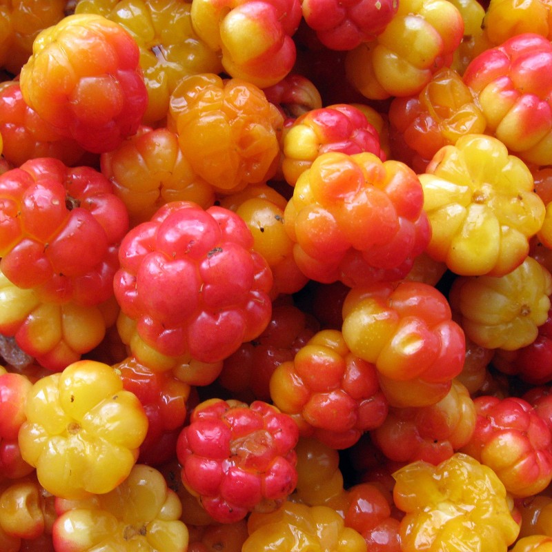 Sementes de Amora-Artica (Rubus chamaemorus) | 3,85 €