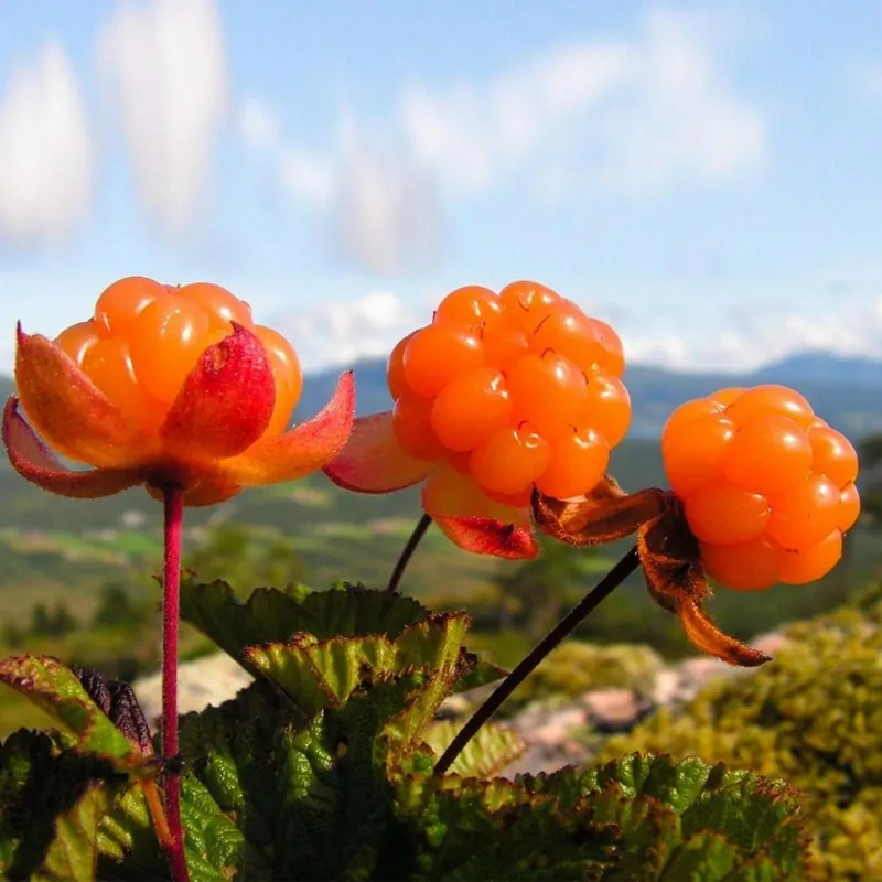 Σπόροι Cloudberry (Rubus chamaemorus)