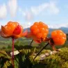 Semi di camemoro o rovo artico (Rubus chamaemorus)