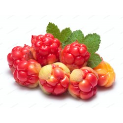 Hjortron frön (Rubus...