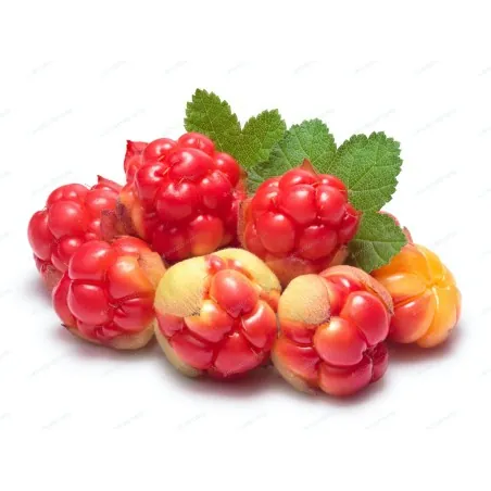 Semi di camemoro o rovo artico (Rubus chamaemorus)