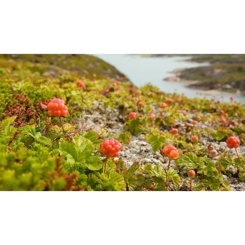 Σπόροι Cloudberry (Rubus chamaemorus)