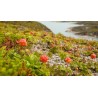 Hjortron frön (Rubus chamaemorus) | 3,85 €
