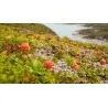 Σπόροι Cloudberry (Rubus chamaemorus)
