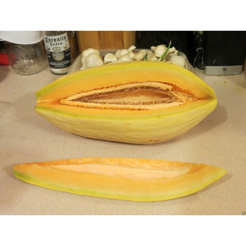 Price: €2.15 - Semillas de banano melón - Seeds Gallery