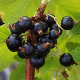 Semillas de Jostaberry (Ribes × nidigrolaria) - 1.85