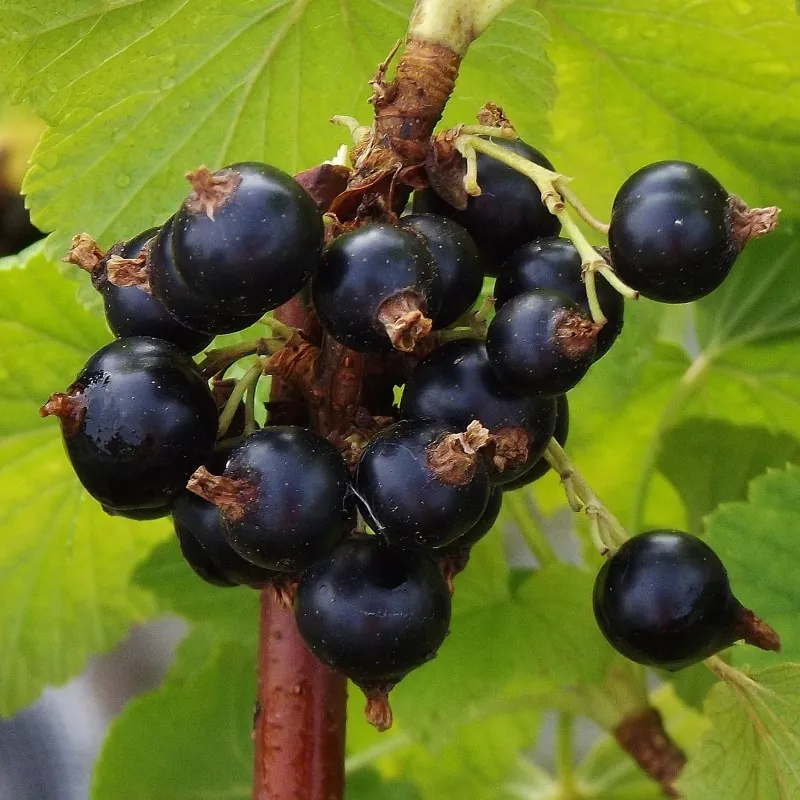 Jostaberry Seeds (Ribes × nidigrolaria)
