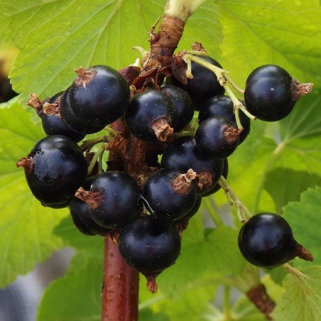 Semillas de Jostaberry (Ribes × nidigrolaria)