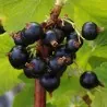 Jostaberry Seeds (Ribes × nidigrolaria)