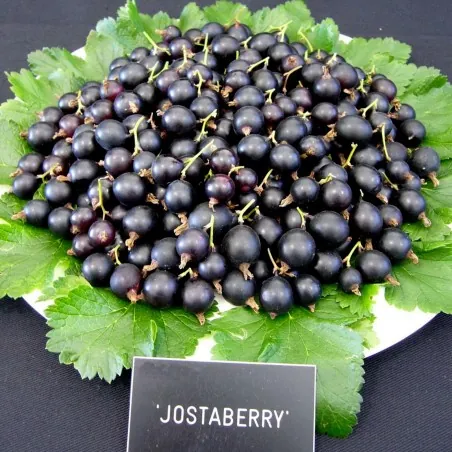 Semillas de Jostaberry (Ribes × nidigrolaria)