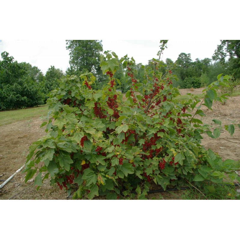 Price: €1.85 - Jostabeere, Josta Samen (Ribes × nidigrolaria) - 