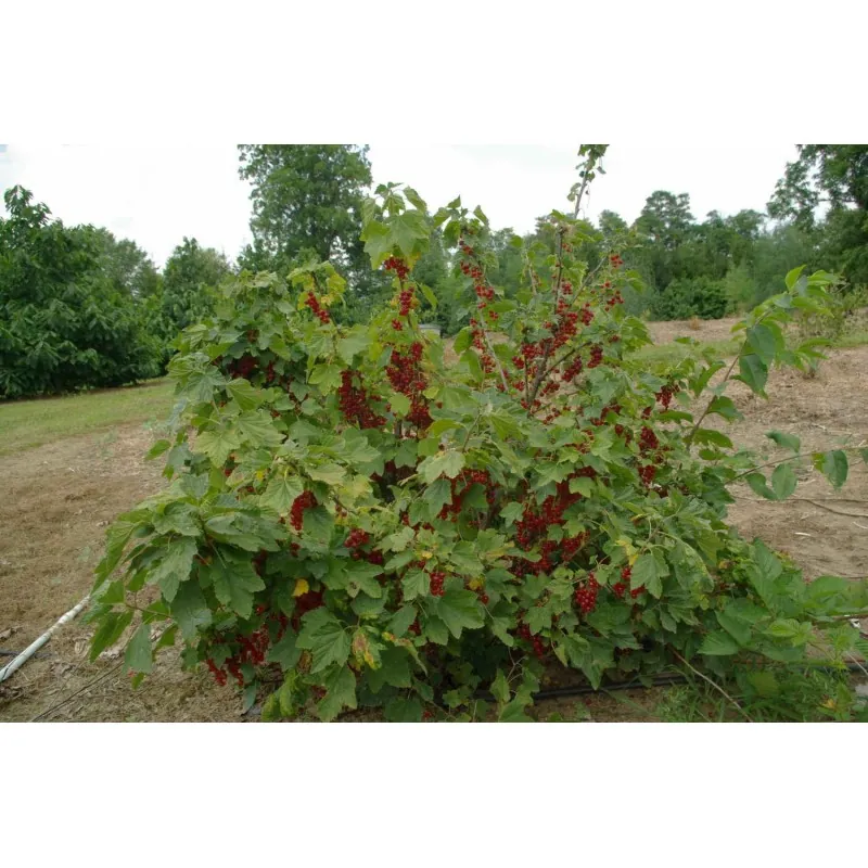 Jostaberry Seeds (Ribes × nidigrolaria)