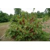 Price: €1.85 - Jostabeere, Josta Samen (Ribes × nidigrolaria) - 