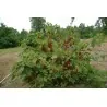 Jostaberry Seeds (Ribes × nidigrolaria)