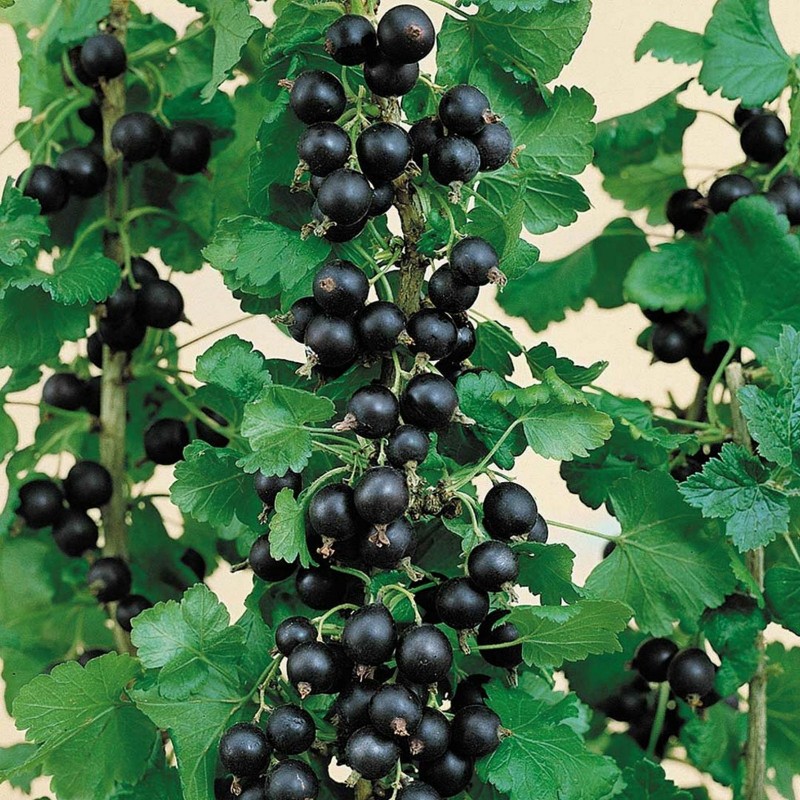 Price: €1.85 - Jostabeere, Josta Samen (Ribes × nidigrolaria) - 