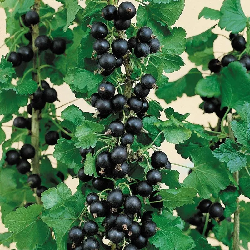 Jostaberry Seeds (Ribes × nidigrolaria)