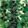 Semillas de Jostaberry (Ribes × nidigrolaria)