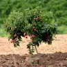Semi di Litchi - Ciliegia della Cina (Litchi chinensis)