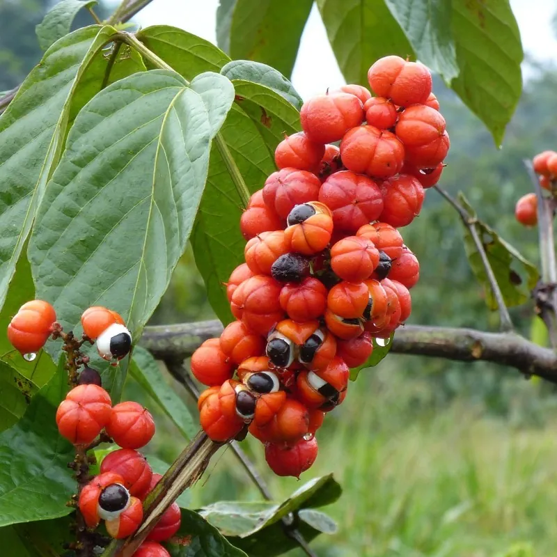 Semi di Guaranà (Paullinia Cupana)