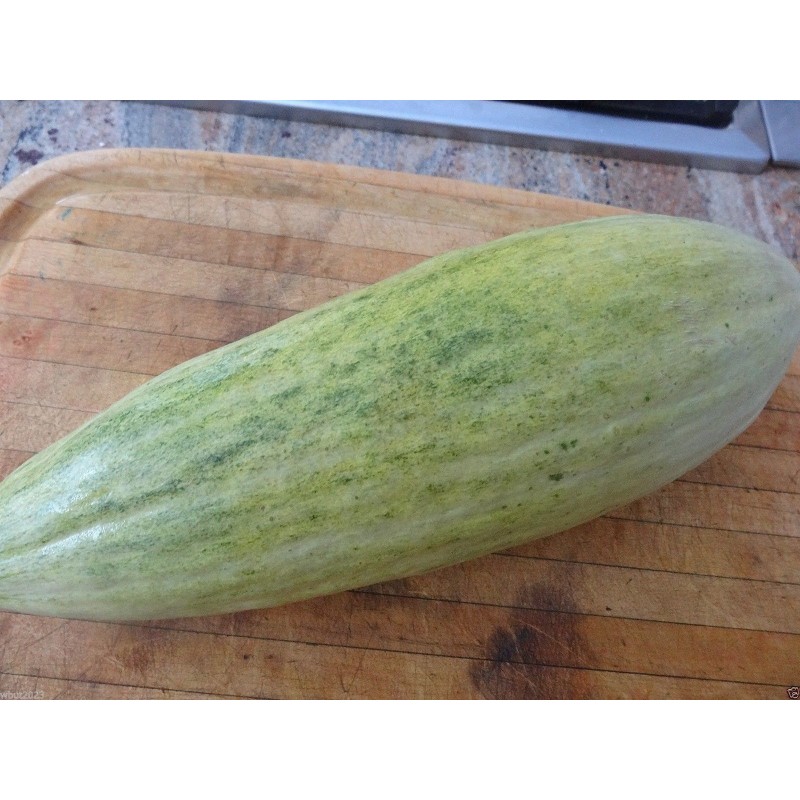 Price: €2.15 - Semillas de banano melón - Seeds Gallery