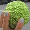 Milchorangenbaum - Osagedorn Samen (Maclura pomifera)